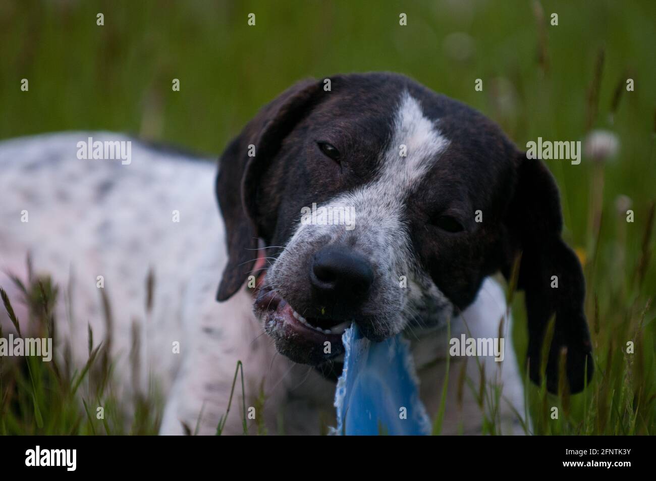 Chien d'accueil à mâcher sur un jouet Banque D'Images