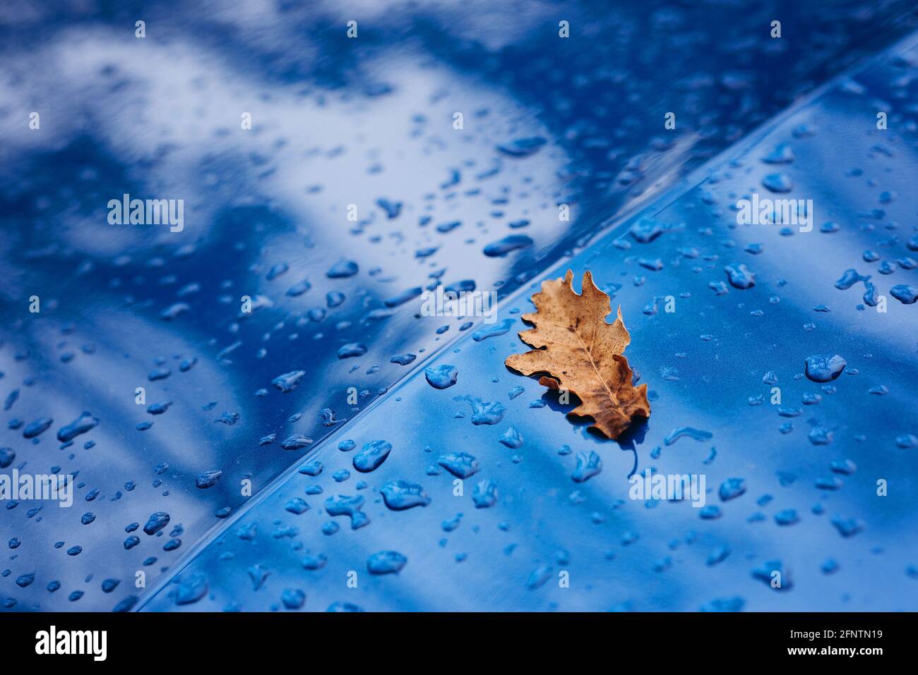 Gouttes de pluie et feuille jaune sèche sur la surface d'une voiture bleue. Texture d'automne. Mise au point sélective douce. Banque D'Images