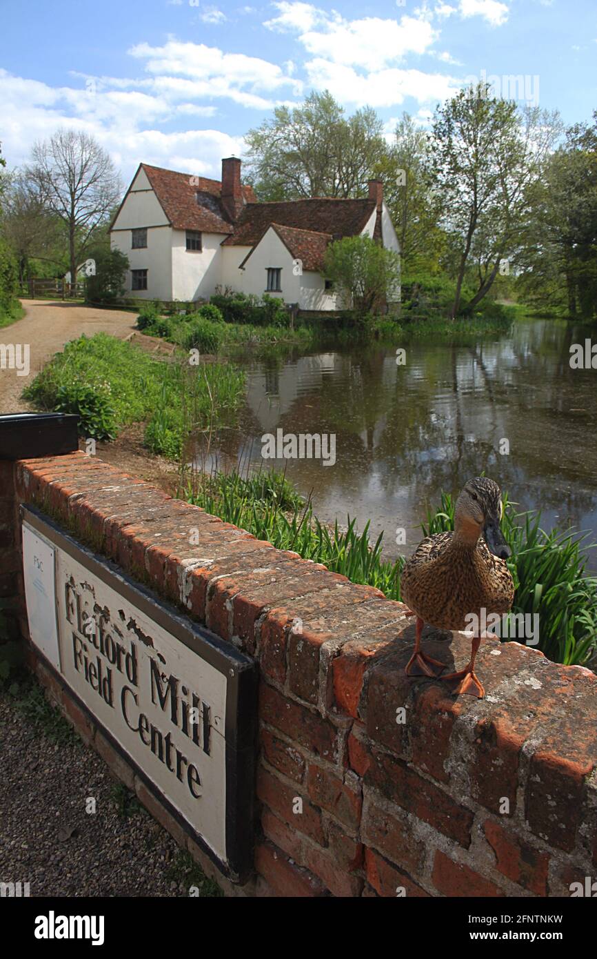 Willy Lott's Cottage à Flatford Mill dans le Suffolk avec canard en premier plan. Le cottage apparaît dans le célèbre tableau de Constable The Hay Wain. Banque D'Images