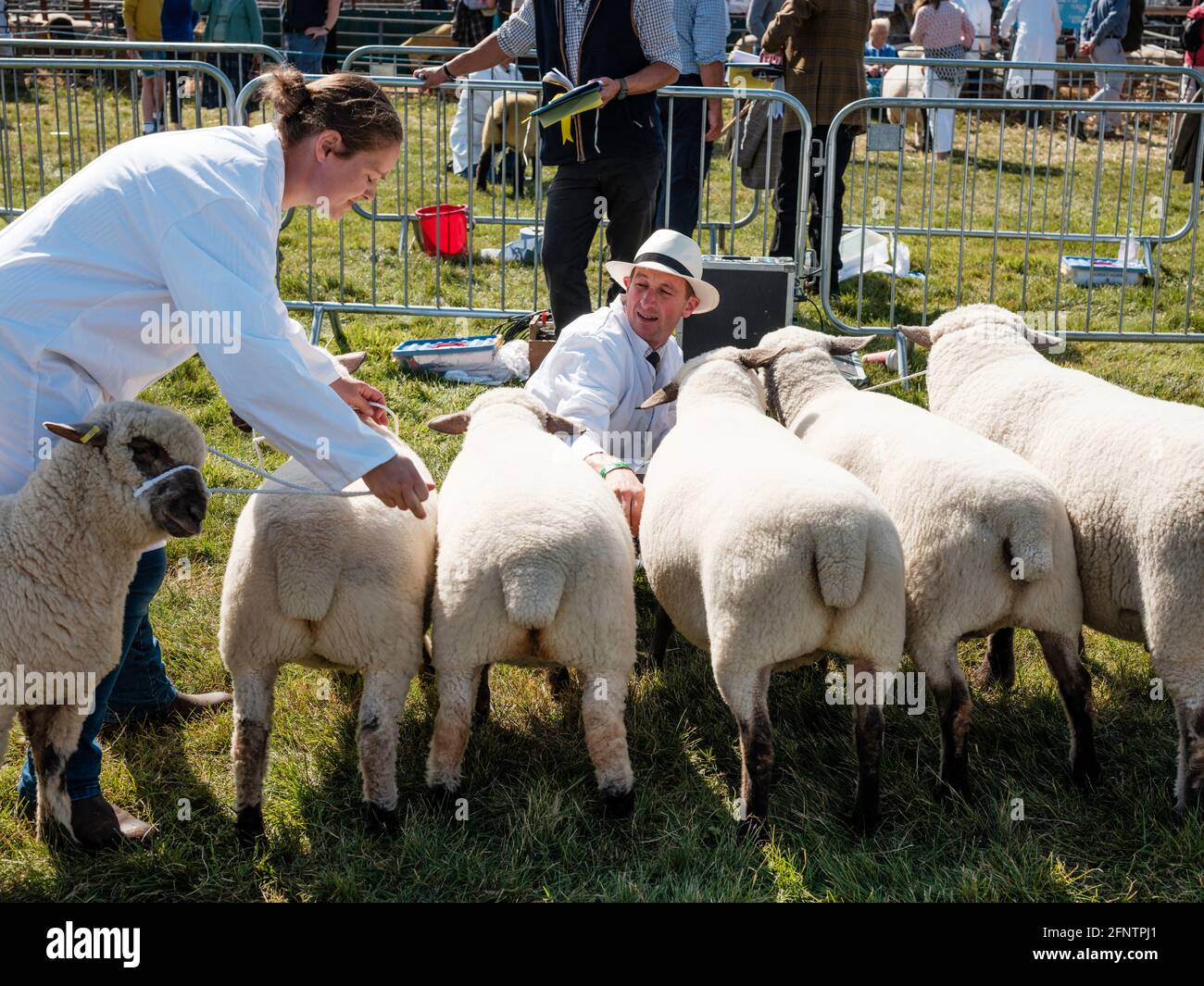 Les moutons étant penchés par leurs maîtres avant de se présenter au Melplash Agricultural Society Show au West Bay Show Grounds, Bridport, Dorset, United K Banque D'Images
