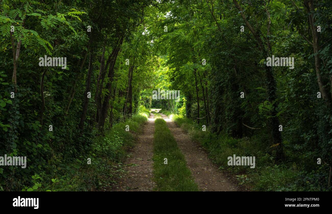 Route de terre à travers la forêt verte, arbres et feuilles dans le nord de l'Italie Banque D'Images