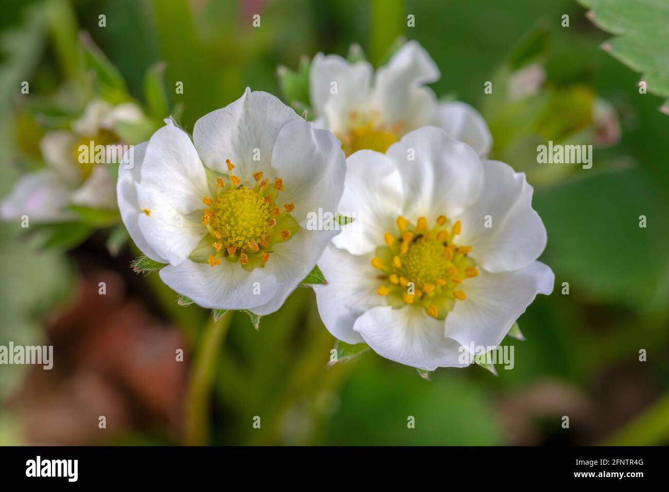 Macro photographie d'une fleur de fleurs de fraise. Banque D'Images