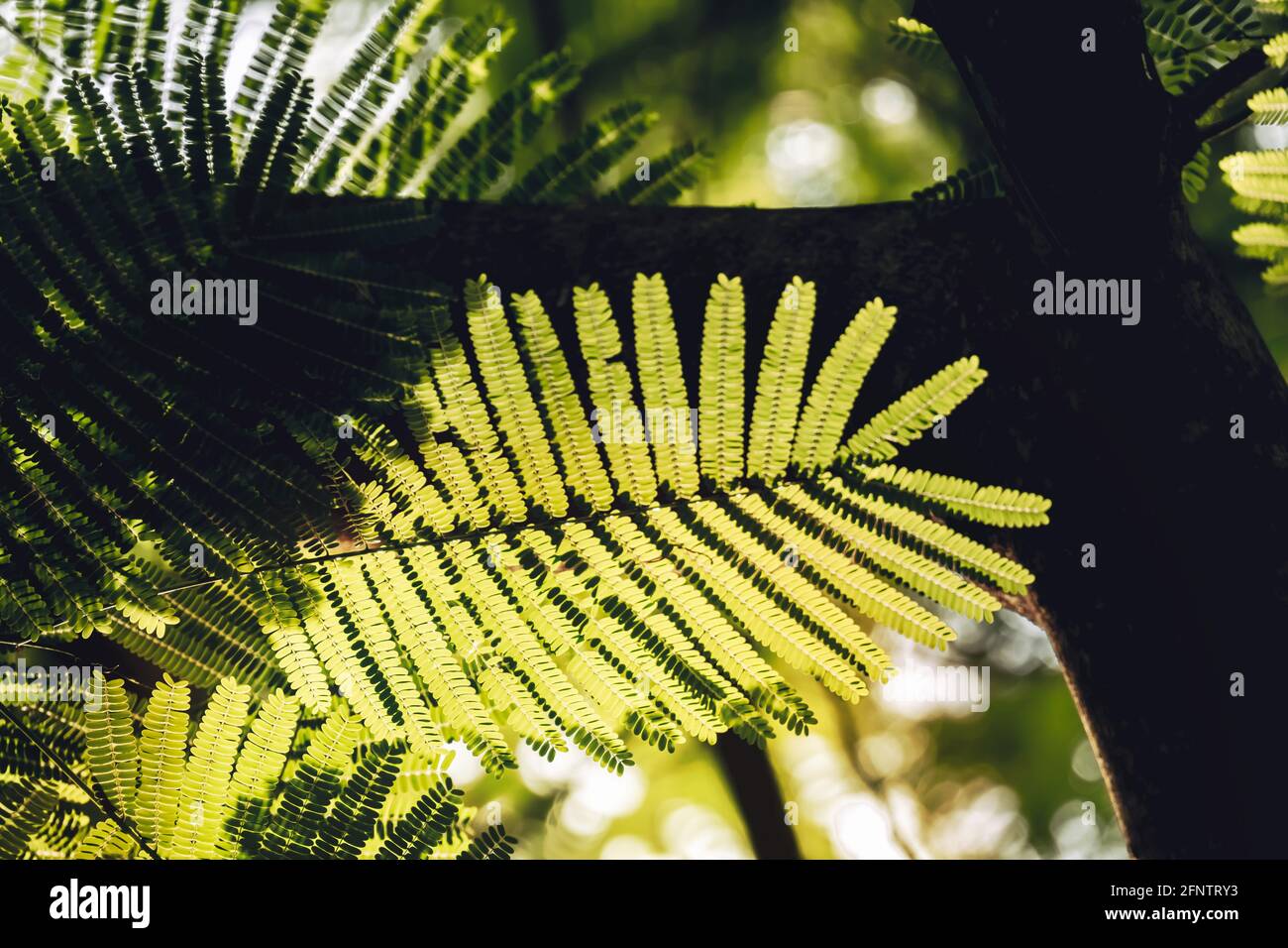 Gros plan des feuilles de l'arbre de la flamme (Delonix regia (Hook.) RAF.). Concept d'arrière-plan à feuilles vertes. Papier peint pour environnement naturel. Banque D'Images