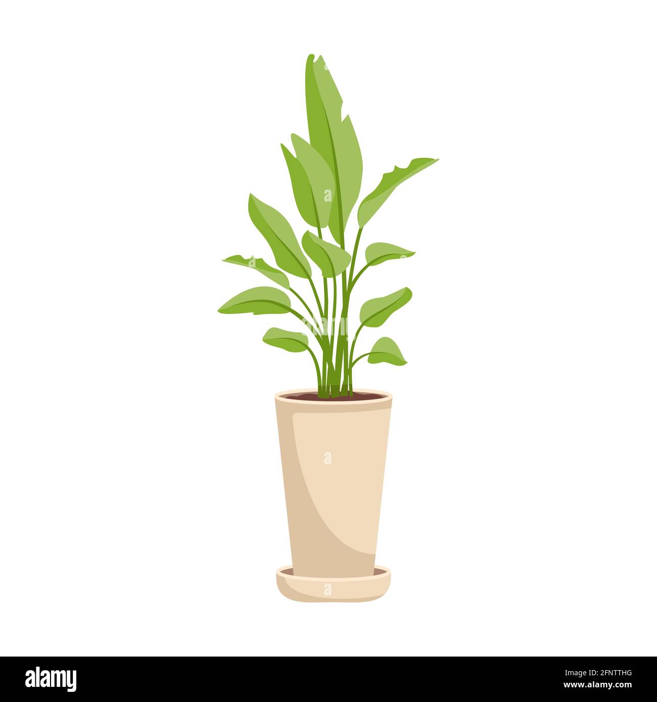 Plante intérieure dans un pot. Feuilles larges vertes d'une banane de palme. Fleur intérieure Illustration de Vecteur