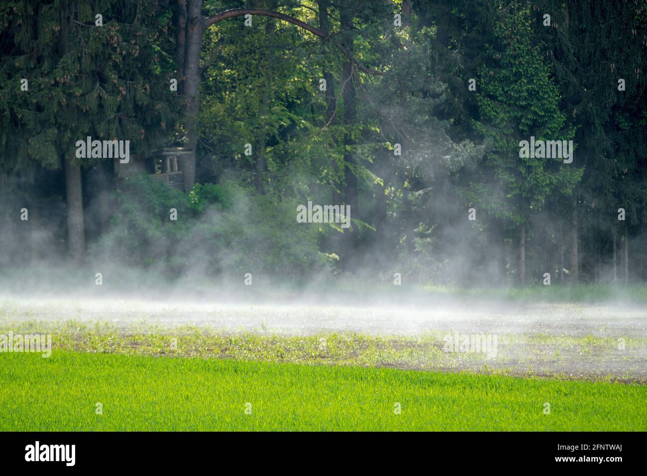 Après la douche de pluie lourde la prairie de la forêt s'élève, le brouillard monte, ressort dans la réserve naturelle Banque D'Images