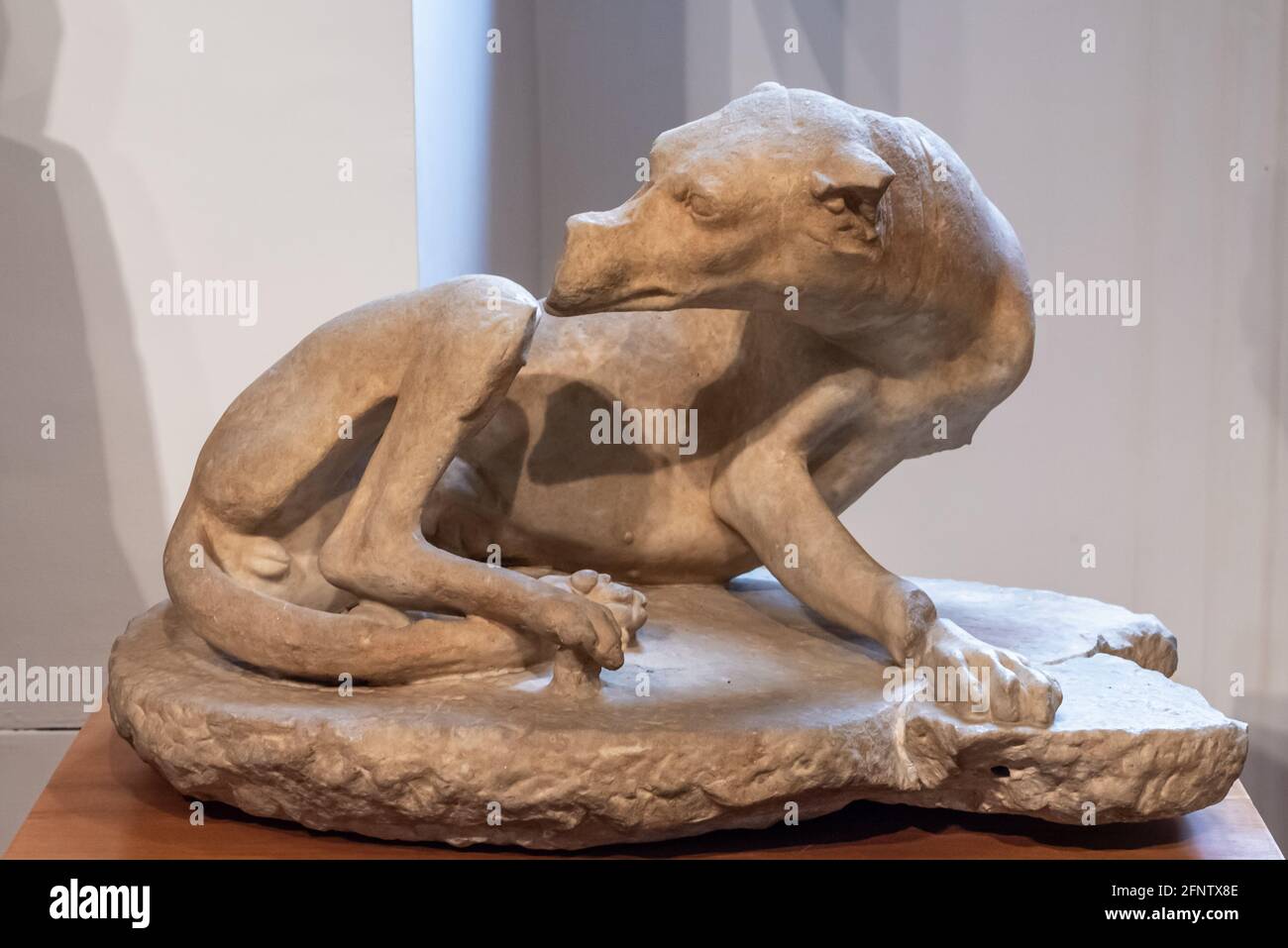 Gros plan sur l'ancienne sculpture romaine d'animaux sauvages Banque D'Images