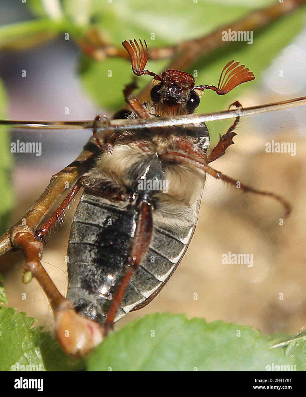 Berlin, Allemagne. 19 mai 2021. Un cafard rampant sur une branche d'un Bush lilas. Les coléoptères bruns apparaissent plus fréquemment pour le moment, mais selon la NABO, cela n'a rien à voir avec une année de dendroctone du mois de mai. Puisqu'il faisait trop froid en avril, les coléoptères, qui mesurent environ deux à trois centimètres, sortent du sol en masse, où ils ont besoin de trois à cinq ans avant de pondre leurs œufs jusqu'à ce qu'ils soient prêts à voler. Credit: Wolfgang Kumm/dpa/Alay Live News Banque D'Images