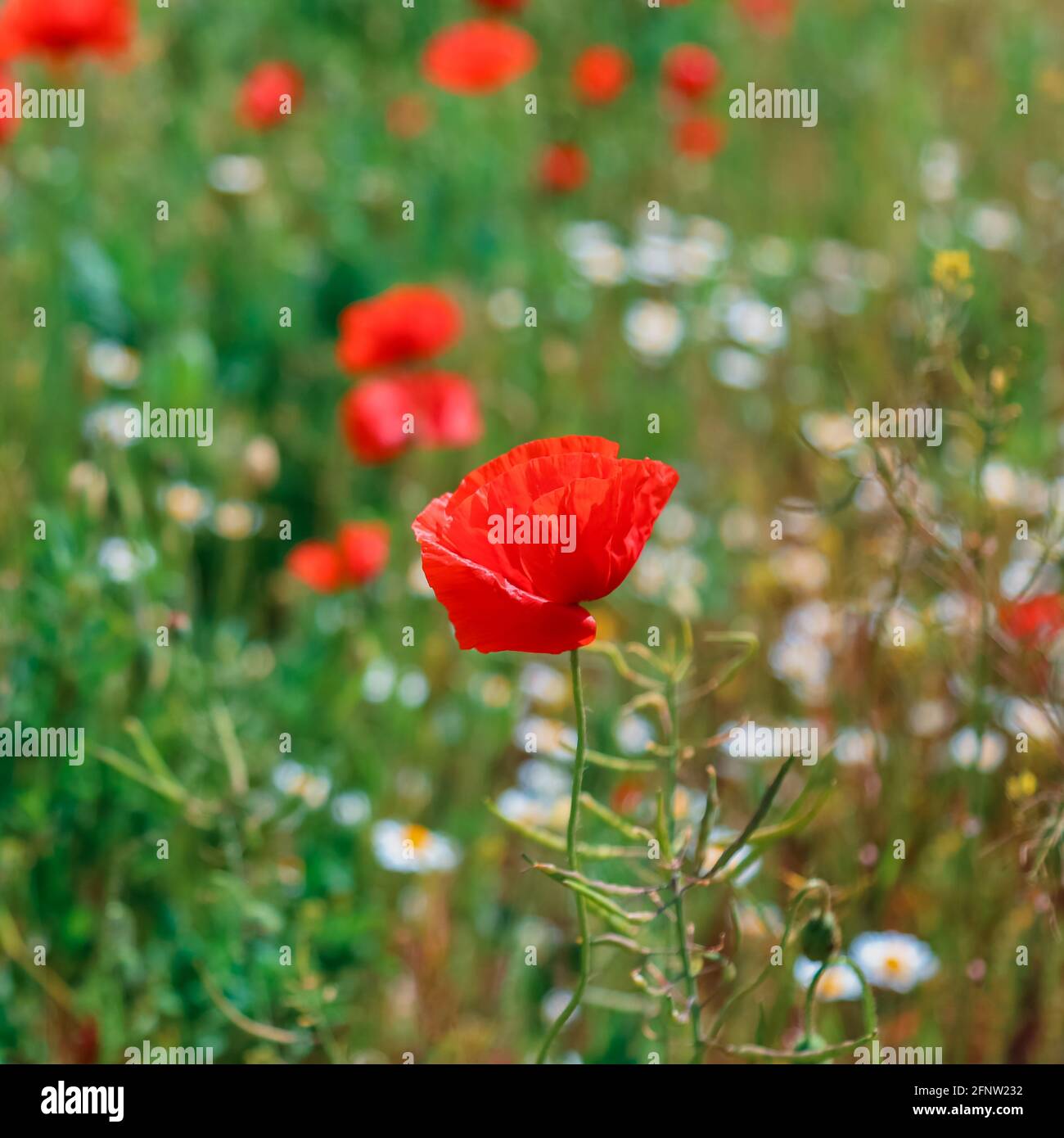 Gros Plan Sur Le Coquelicot En Fleurs Magnifique Champ Avec Des Coquelicots En Fleurs Comme Symbole De La Guerre De Memoire Et De La Journee D Anzac En Ete Fleurs Sauvages Champ De