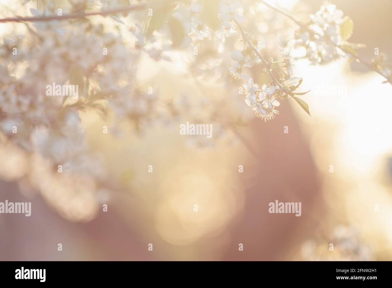 Gros plan sur les fleurs blanches de cerisiers en fleurs avec lumière du coucher de soleil chaude bokeh en arrière-plan. Mise au point sélective et douce bannière à ressort avec espace de copie Banque D'Images