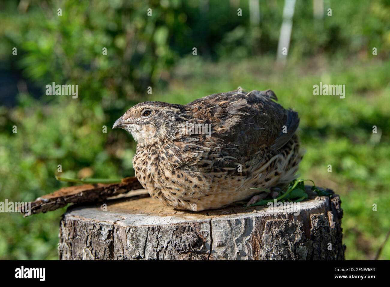 Caille vivant en plein air pfoto Banque D'Images