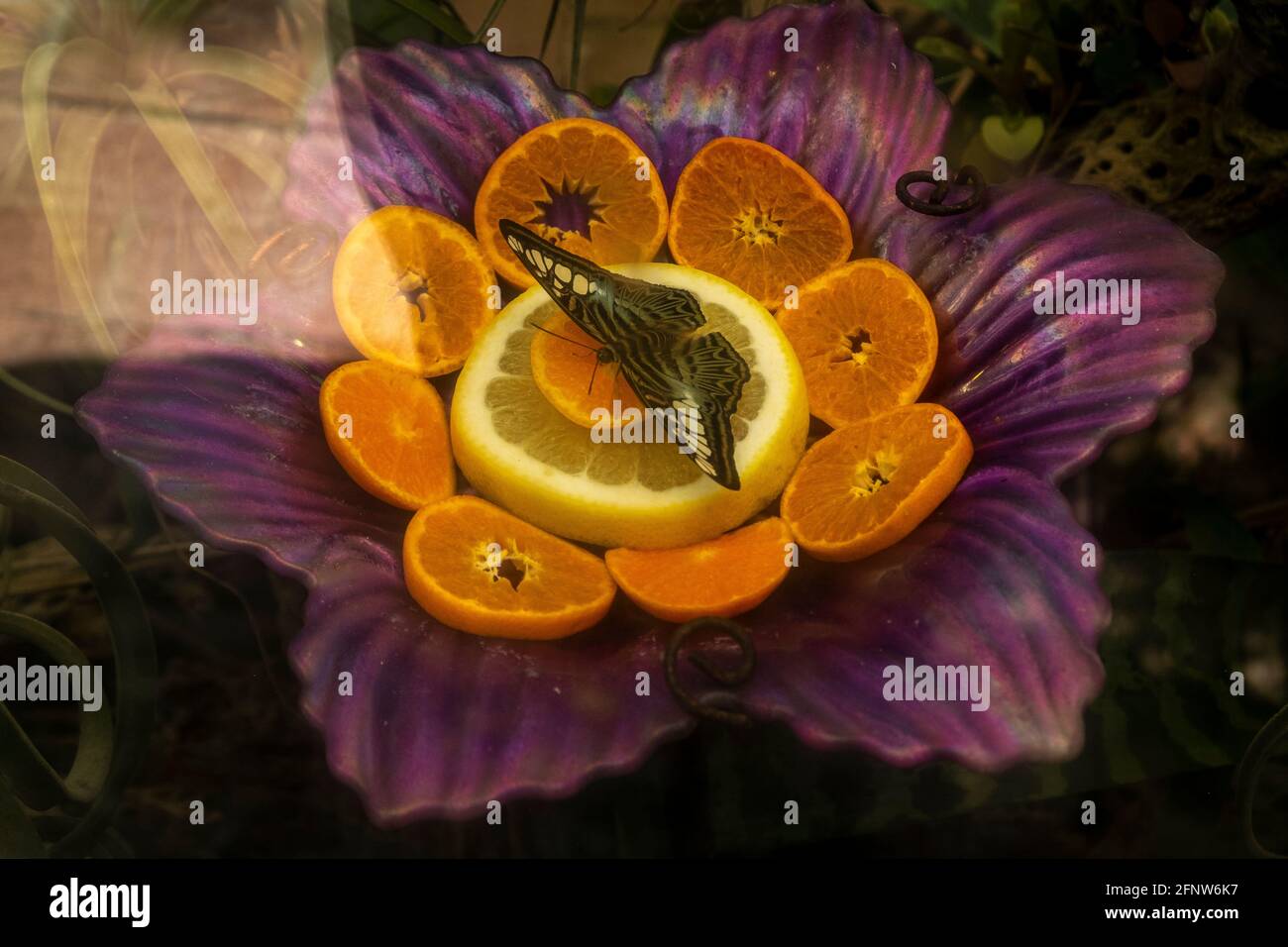 Un papillon s'élance sur une orange au jardin botanique de Tuscon, Tucson, Arizona, États-Unis Banque D'Images