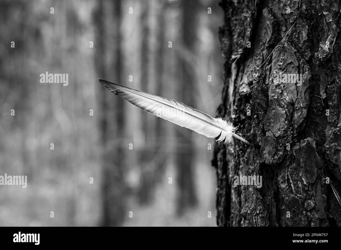 Une plume d'oiseau qui dépasse d'un arbre. Banque D'Images