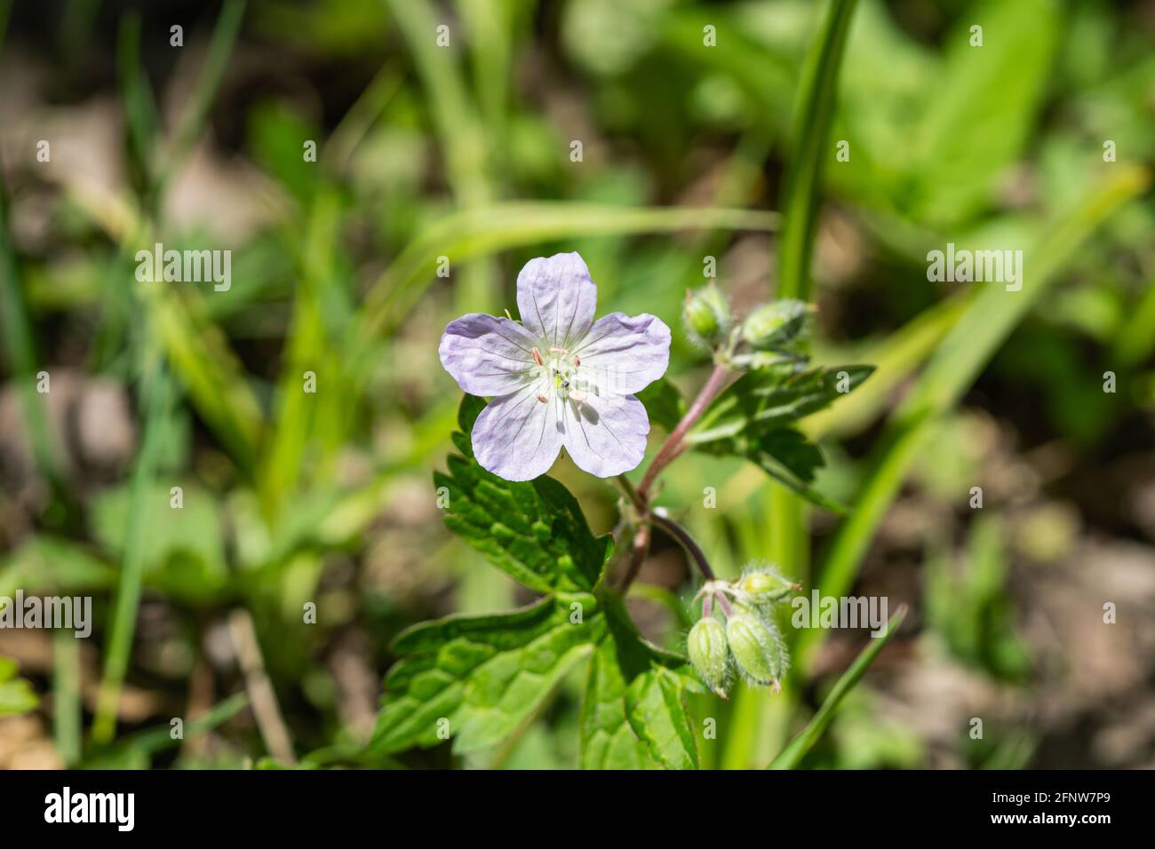 Fleur de géranium sauvage au printemps Banque D'Images