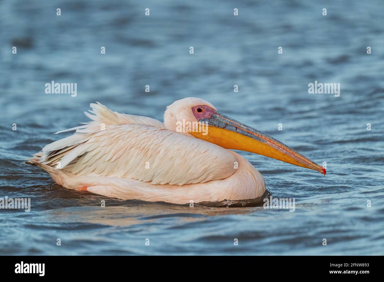 Grand Pélican blanc - Pelecanus onocrotalus, grand oiseau de mer blanc de la côte africaine, lac Ziway, Éthiopie. Banque D'Images