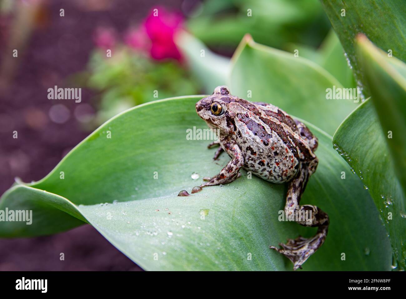La grenouille brune commune européenne repose sur la feuille verte après la pluie. Rana temporaria gros plan. Banque D'Images