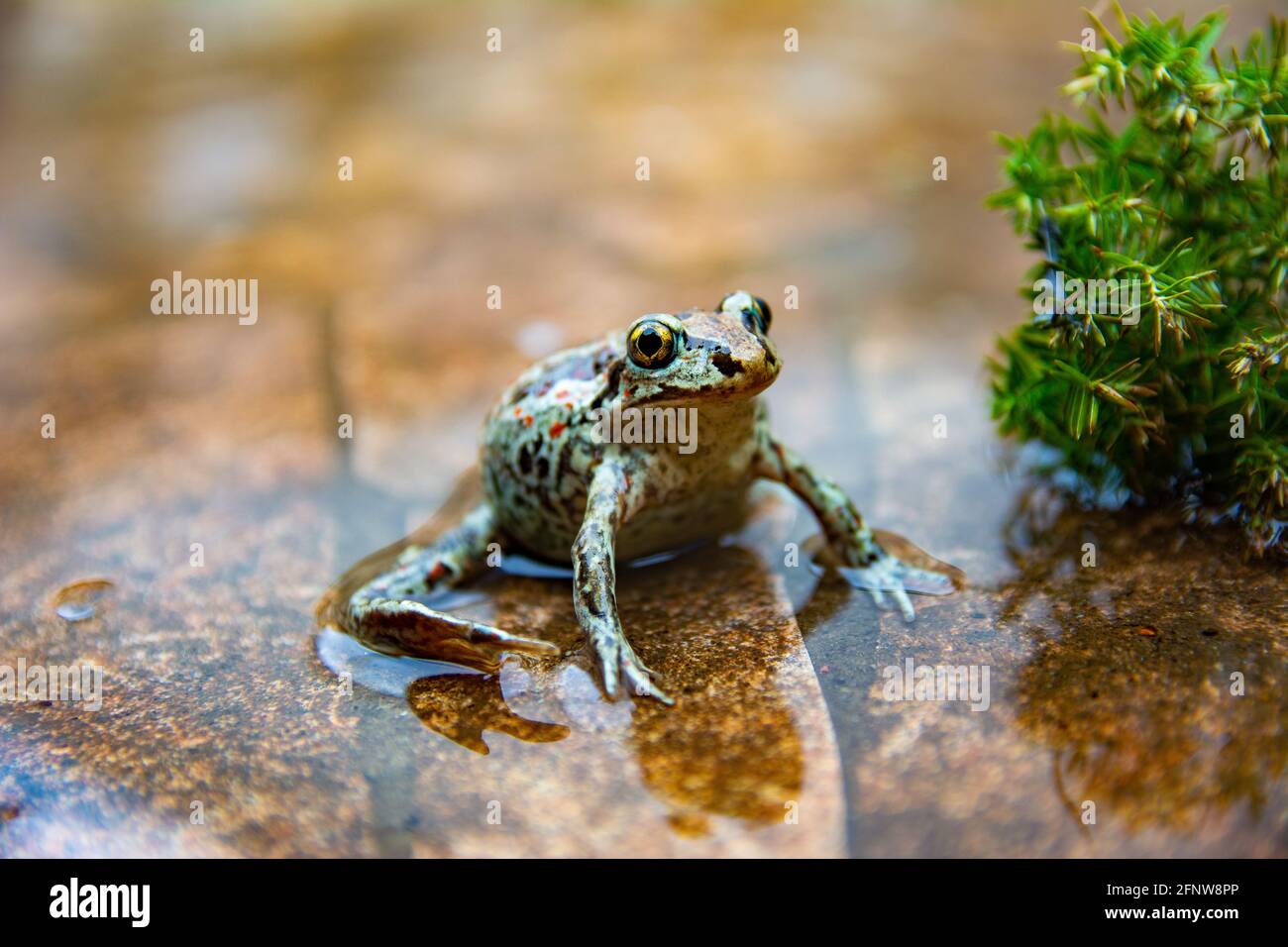 La grenouille brune commune européenne se trouve dans l'eau. Rana temporaria dans l'étang avec fond de pierre. Gros plan Banque D'Images