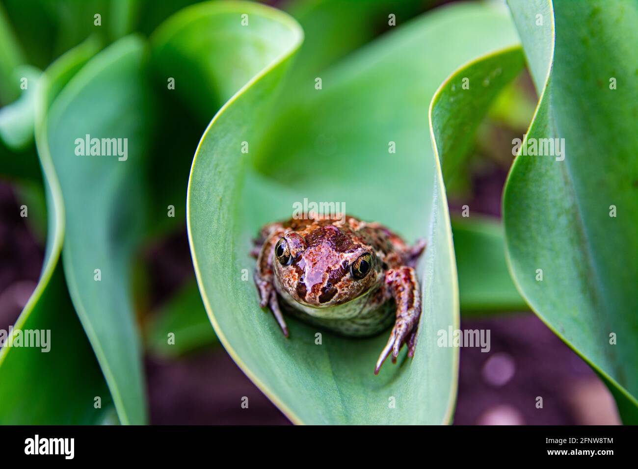 La grenouille brune commune européenne repose sur la feuille verte après la pluie. Rana temporaria gros plan. Banque D'Images