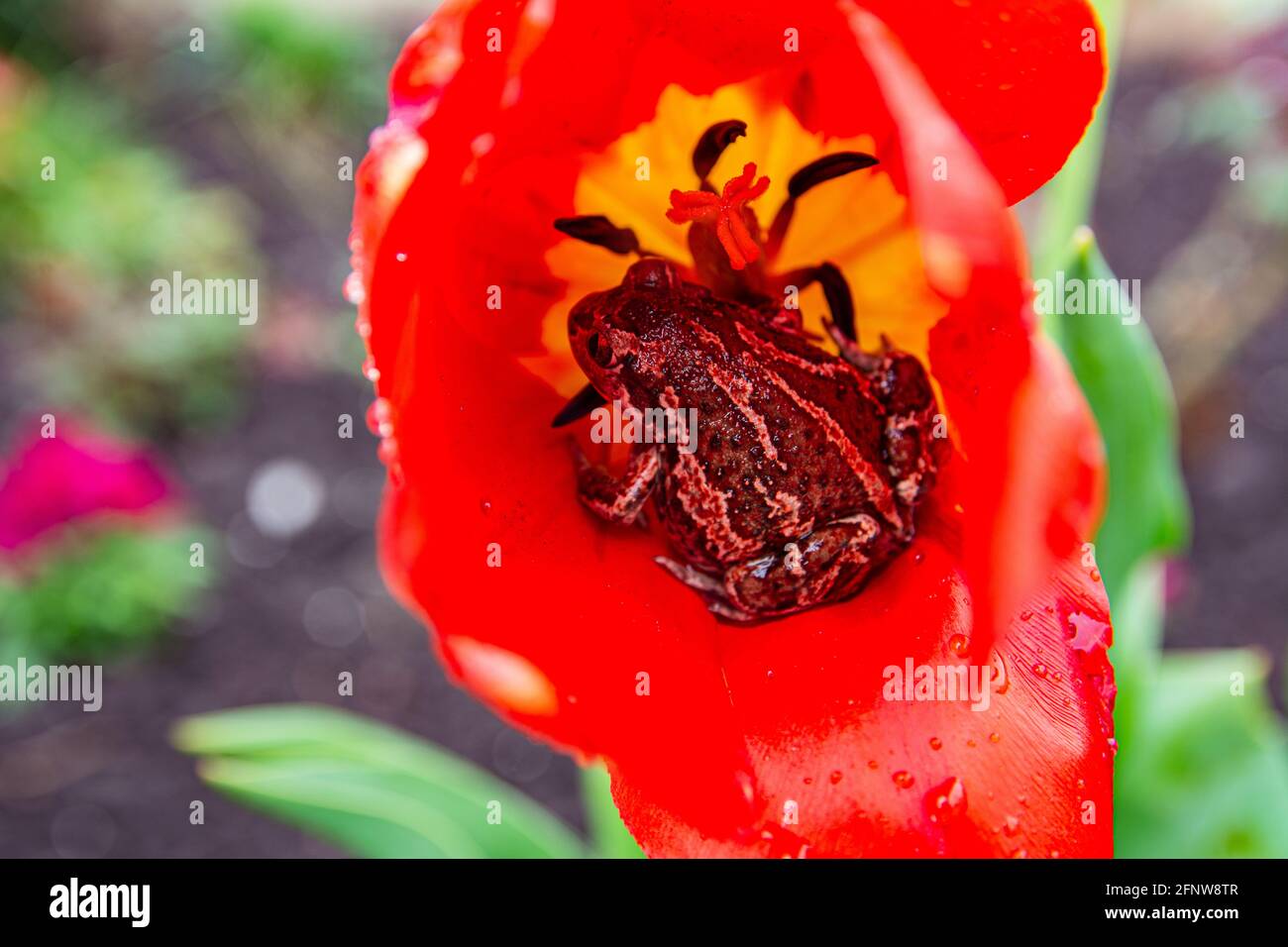La grenouille brune commune européenne est assise en fleur de tulipe après la pluie. Rana temporaria gros plan. Banque D'Images