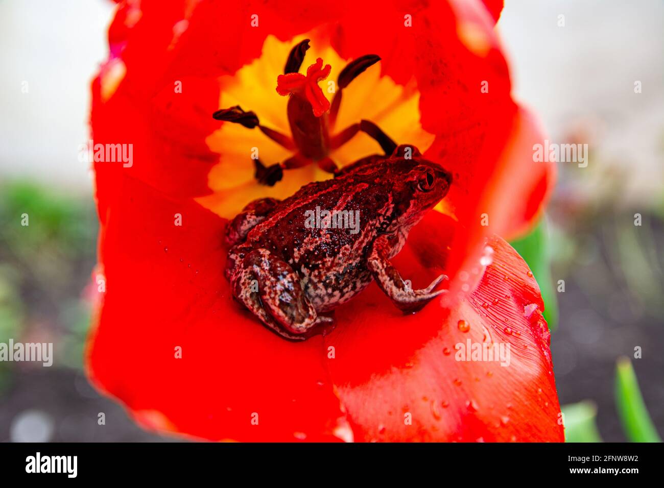 La grenouille brune commune européenne est assise en fleur de tulipe après la pluie. Rana temporaria gros plan. Banque D'Images