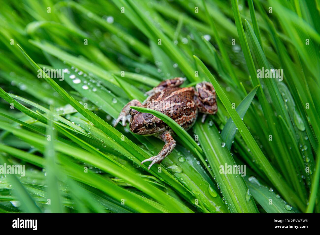 La grenouille brune commune européenne se trouve dans l'herbe verte après la pluie. Rana temporaria gros plan. Banque D'Images