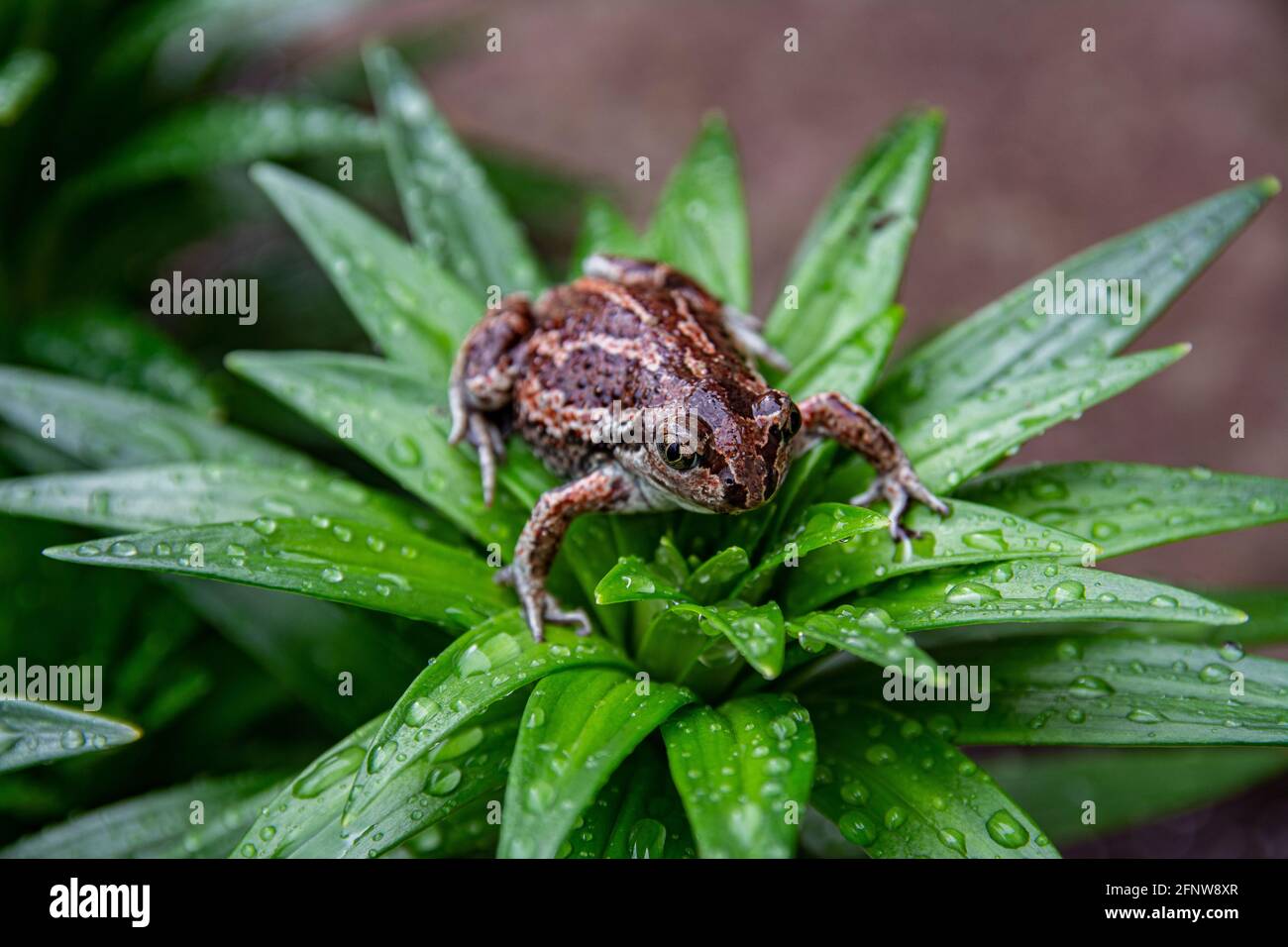La grenouille brune commune européenne se trouve dans l'herbe verte après la pluie. Rana temporaria gros plan. Banque D'Images