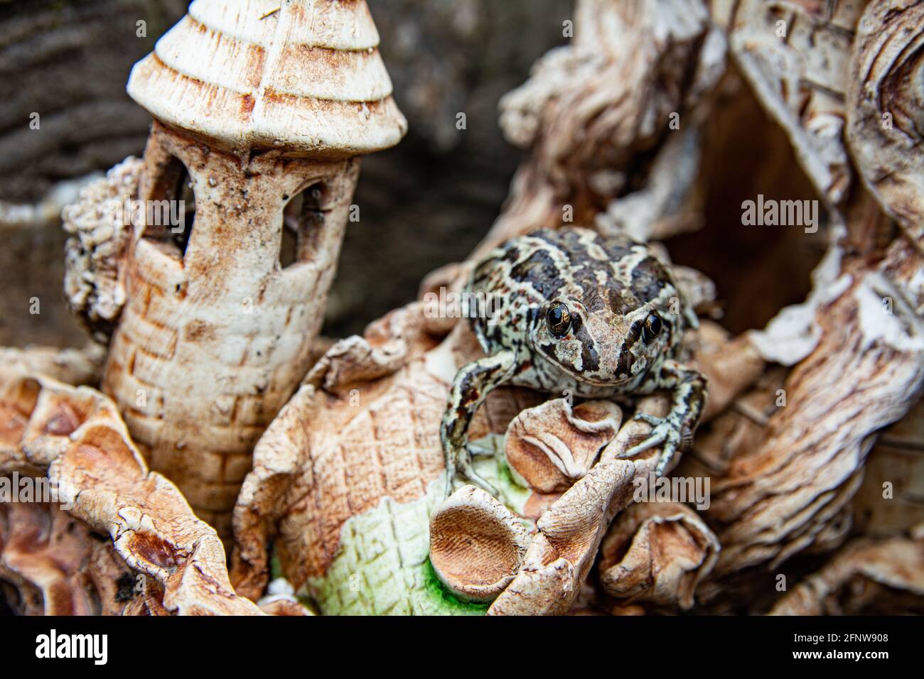La grenouille brune commune européenne se trouve sur le château de décorer dans l'étang. Rana temporaria gros plan. Banque D'Images