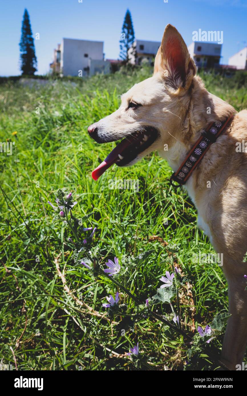 Chien podenco regarder doghound chasseur chien heureux Banque D'Images