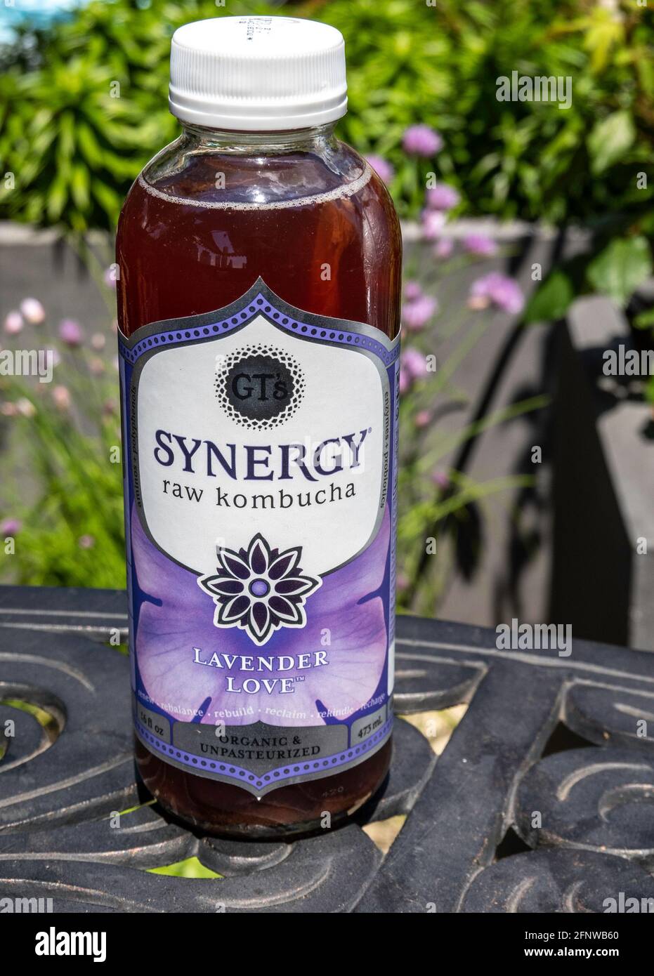 Le kombucha cru Synergy est et le thé fermenté asiatique Banque D'Images