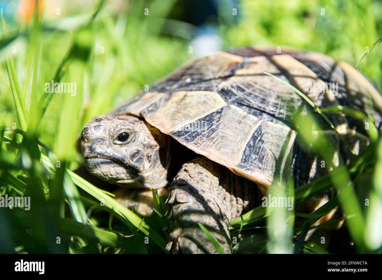 La tortue terrestre est assise dans l'herbe et se couche au soleil. Une tortue sauvage marche dans les fourrés. Banque D'Images