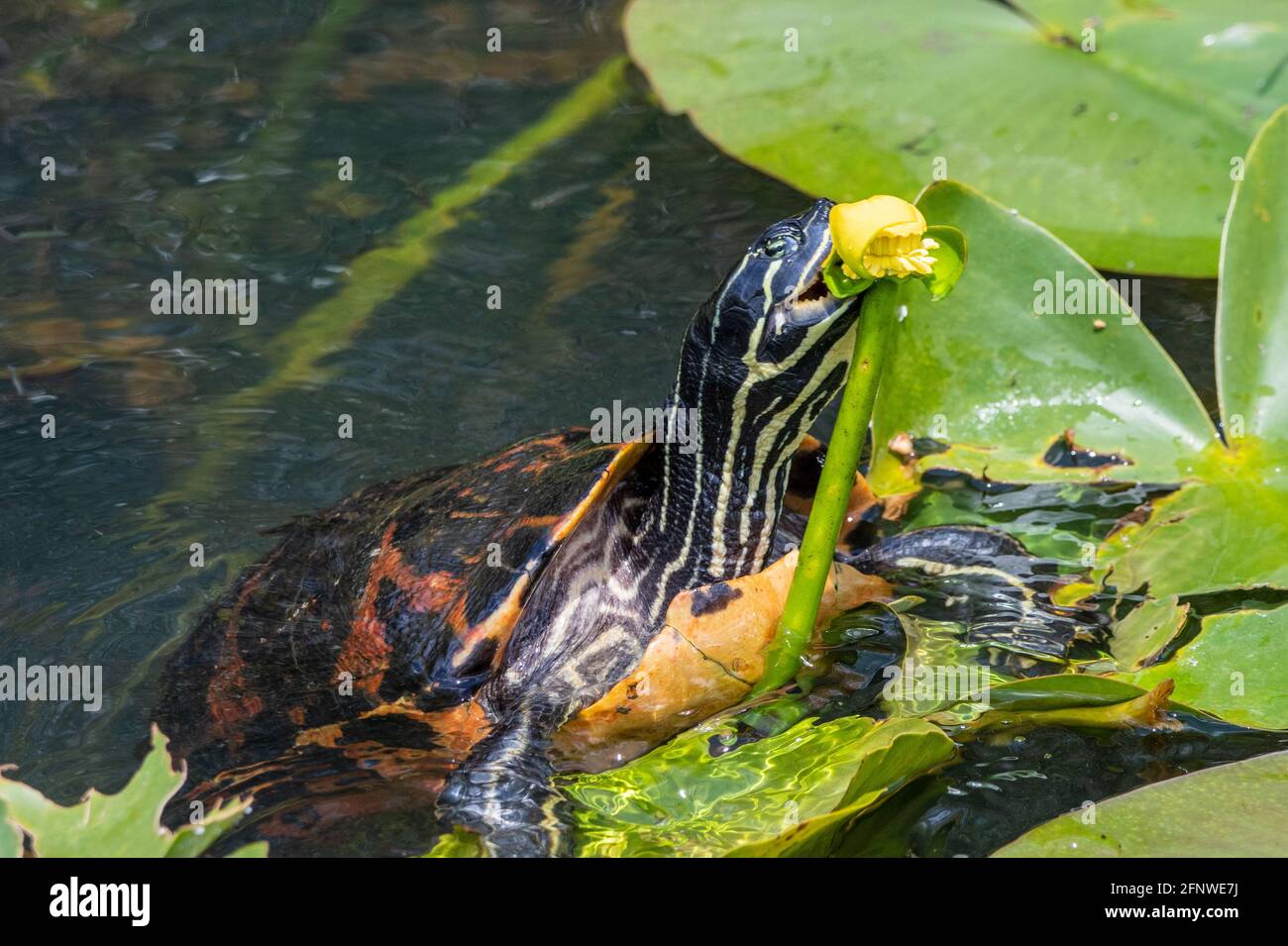 Tortue à ventre rouge de Floride mangeant un nénuphar d'étang jaune Banque D'Images