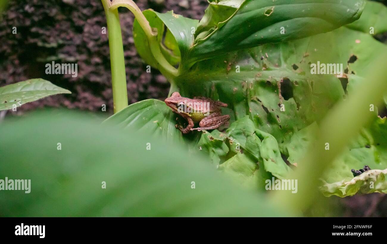 Gros plan une grenouille à lèvres blanches d'asie du Sud-est, la grenouille à lèvres blanches de Malaisie (genre Chalcorana ou Chalcorana libialis) debout sur des feuilles dans la forêt tropicale Banque D'Images