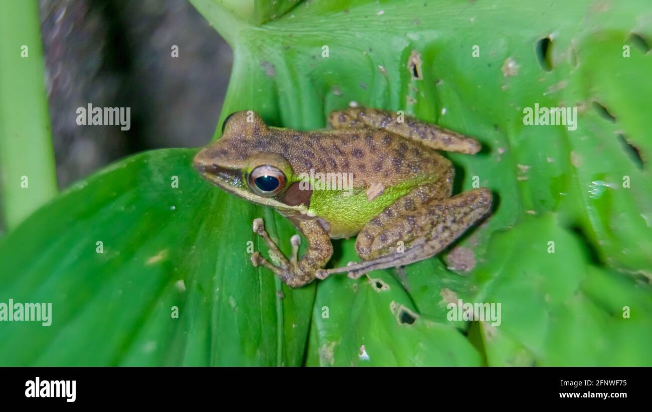 Gros plan une grenouille à lèvres blanches d'asie du Sud-est, la grenouille à lèvres blanches de Malaisie (genre Chalcorana ou Chalcorana libialis) debout sur des feuilles dans la forêt tropicale Banque D'Images