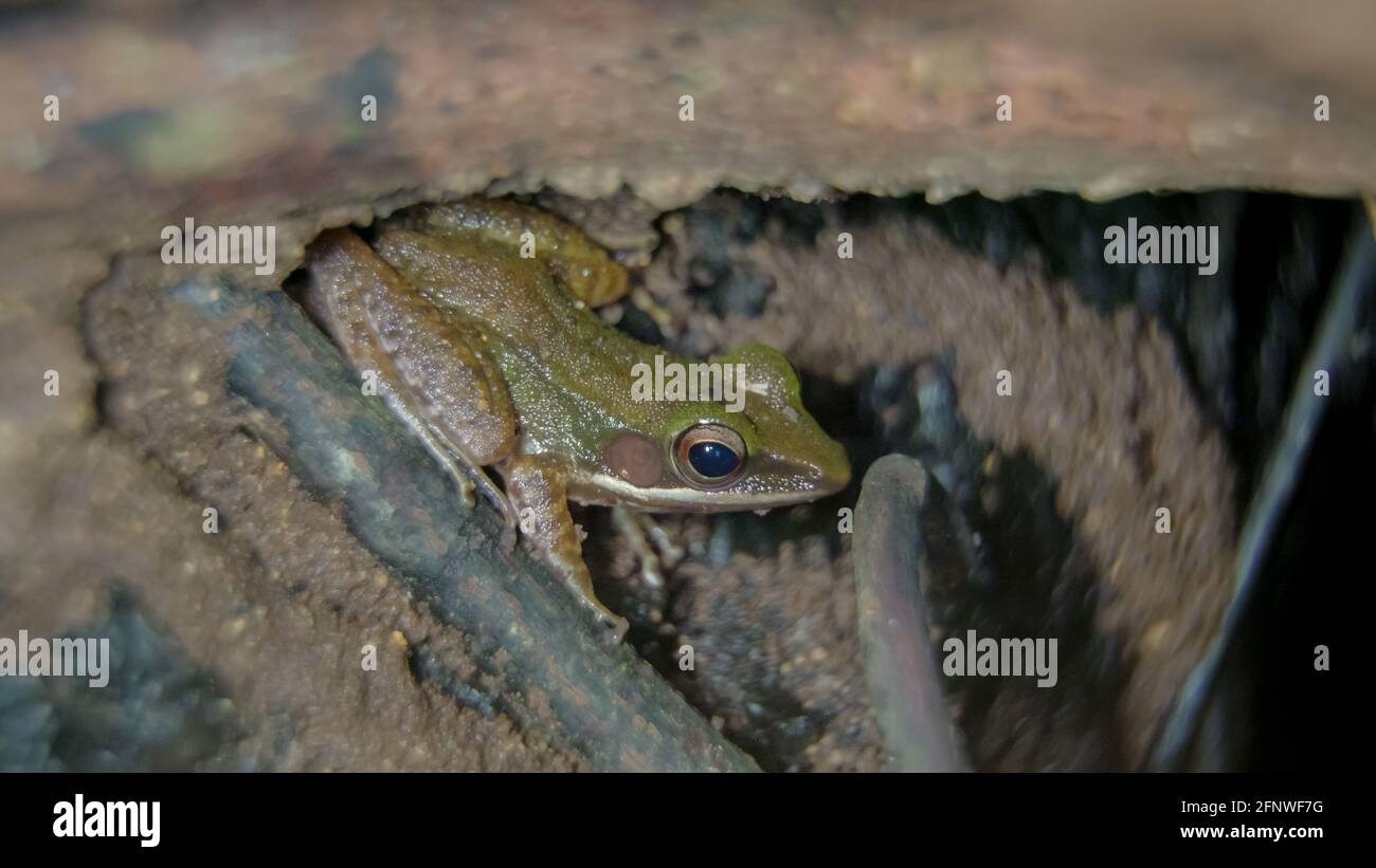 Gros plan sur une grenouille à lèvres blanches d'asie du Sud-est, la grenouille à lèvres blanches de Malaisie (genre Chalcorana ou Chalcorana libialis) dans la forêt tropicale la nuit. Banque D'Images