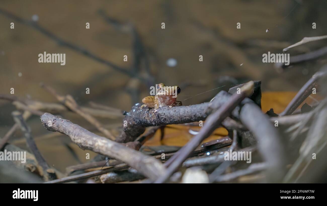 Gros plan une grenouille à lèvres blanches d'asie du Sud-est, une grenouille à lèvres blanches de Malaisie (genre Chalcorana ou Chalcorana libialis) debout sur une branche dans la forêt tropicale Banque D'Images