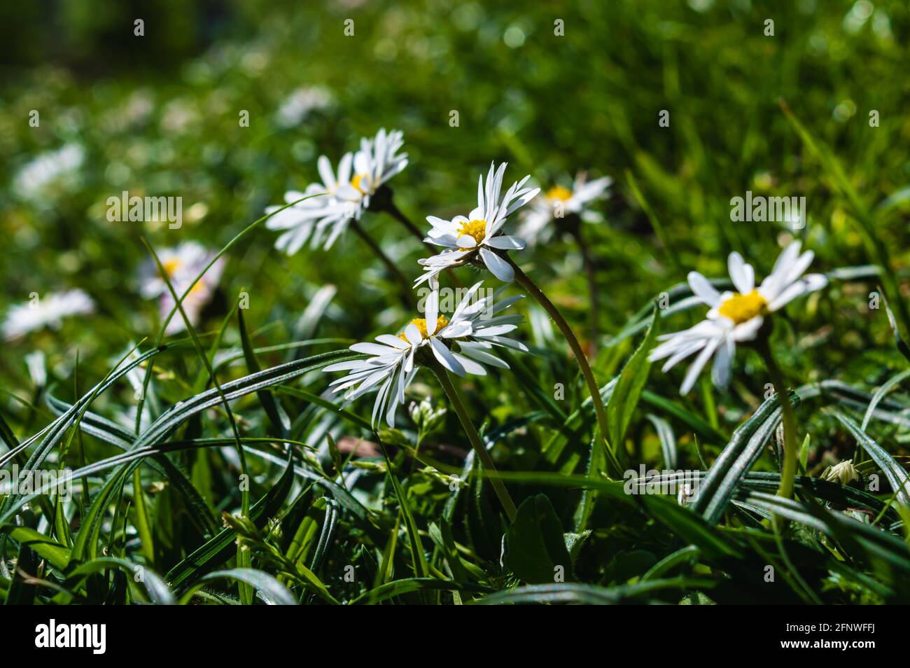 Une image en gros plan de petites pâquerettes blanches dans l'herbe un jour de printemps ensoleillé Banque D'Images