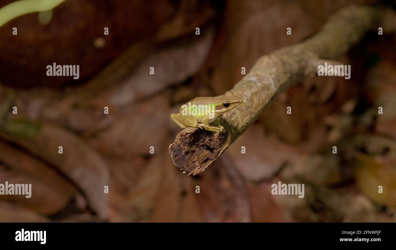 Gros plan une grenouille à lèvres blanches d'asie du Sud-est, une grenouille à lèvres blanches de Malaisie (genre Chalcorana ou Chalcorana libialis) debout sur une branche dans la forêt tropicale Banque D'Images