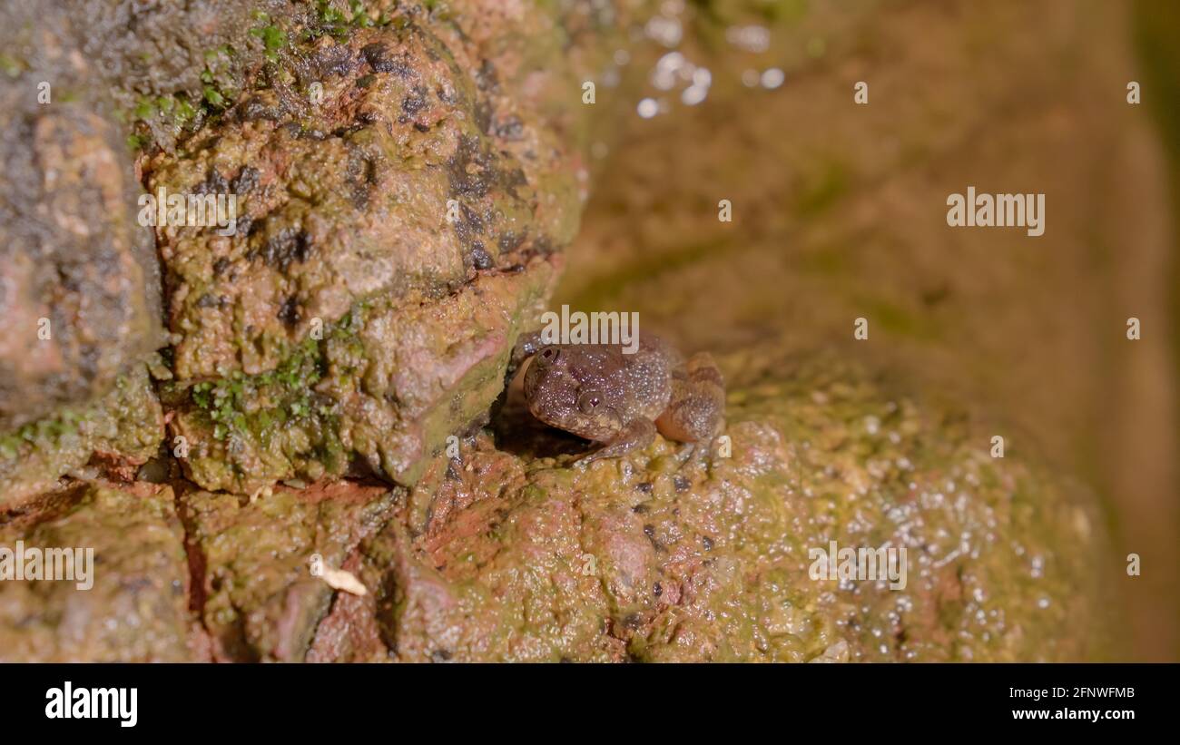 Gros plan sur une grenouille Kuhl's Creek (Limnonectes kuhlii) debout sur la pierre de roche dans la forêt tropicale la nuit. Gunung Lambak, Kluang, Malaisie Banque D'Images