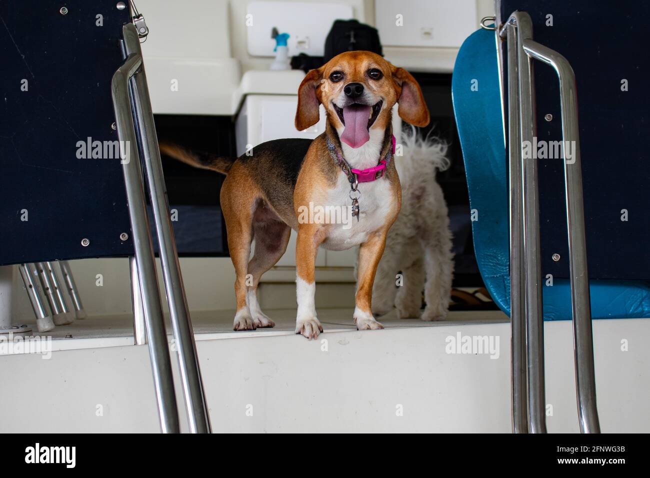 Boat dog - Happy Brown and White dog avec un sourire, collier rose et sa langue pendent un bateau Banque D'Images