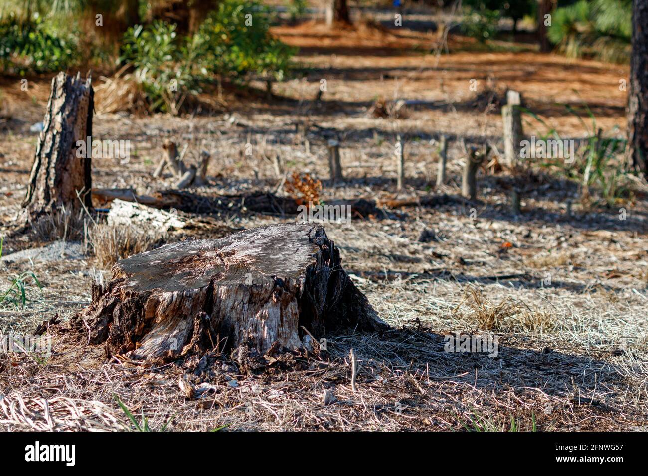 Souche d'arbre avec autre pin coupé et sous-brosse située dans University Woodlands Park à Boca Raton, Floride, près des Everglades Et la plage Banque D'Images