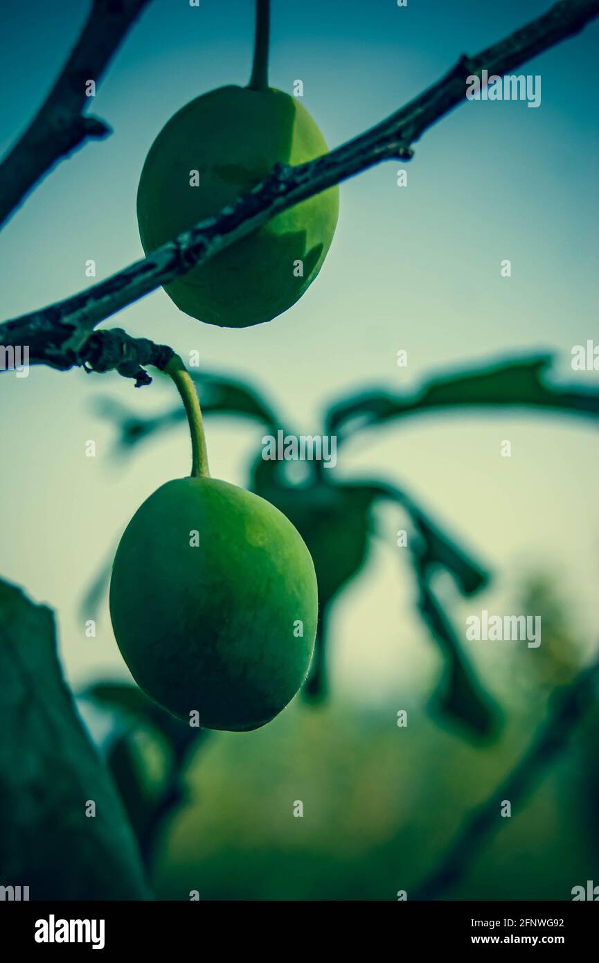 Abricot non mûr. Abricot. Il y a des fruits sur la branche. Baies vertes contre le ciel. Banque D'Images