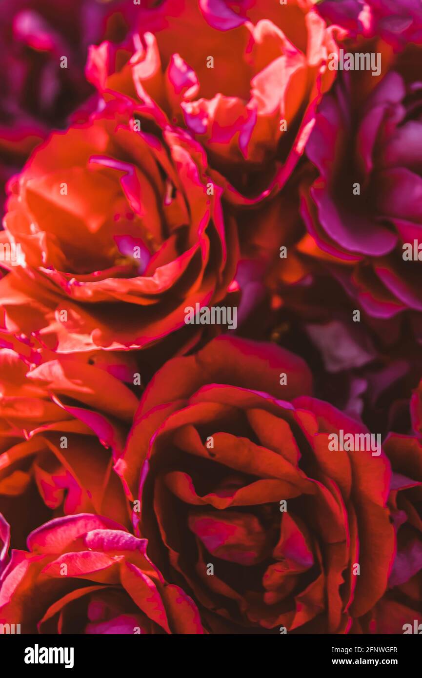 Rose rouge. Bouton de rose pour le fond. Une belle fleur. La couleur de l'amour. L'été. Banque D'Images