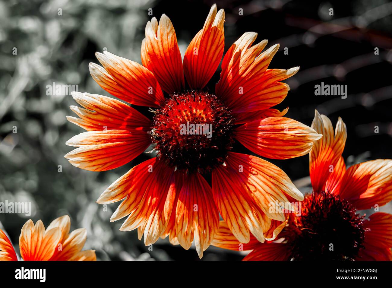 Fleur d'orange dans le jardin d'été. Définit l'ambiance estivale. Lumineux et frais. Banque D'Images