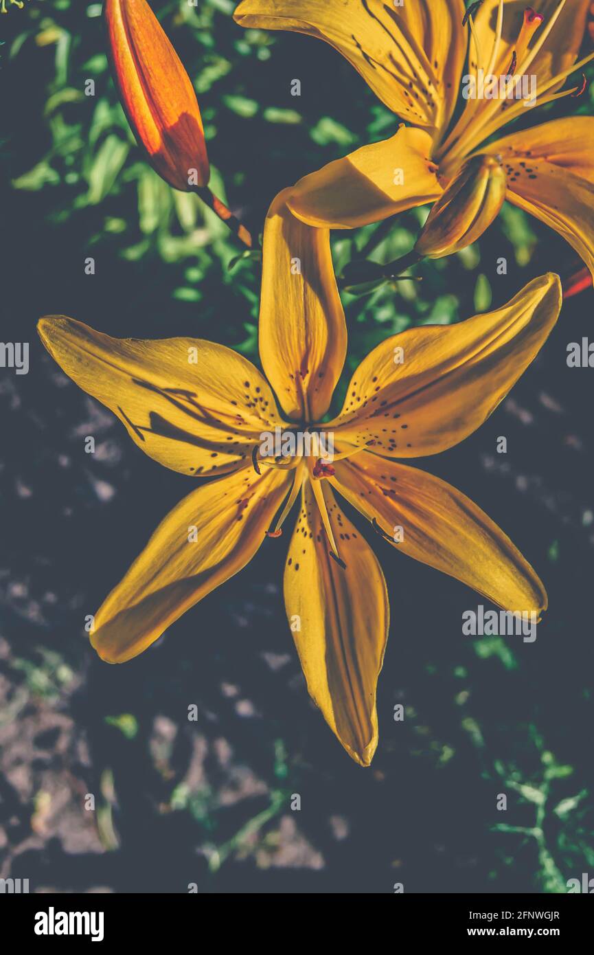 Un lys jaune vif et magnifique. Définit l'ambiance estivale. Une fleur vive. Beauté naturelle. Banque D'Images