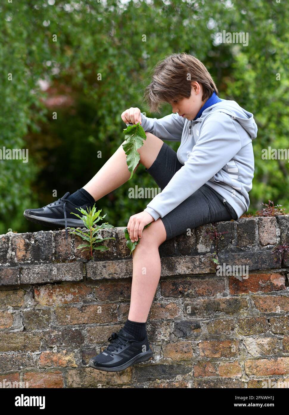 Jeune garçon frottant son genou avec une feuille de quai à traitez une piqûre d'ortie Banque D'Images