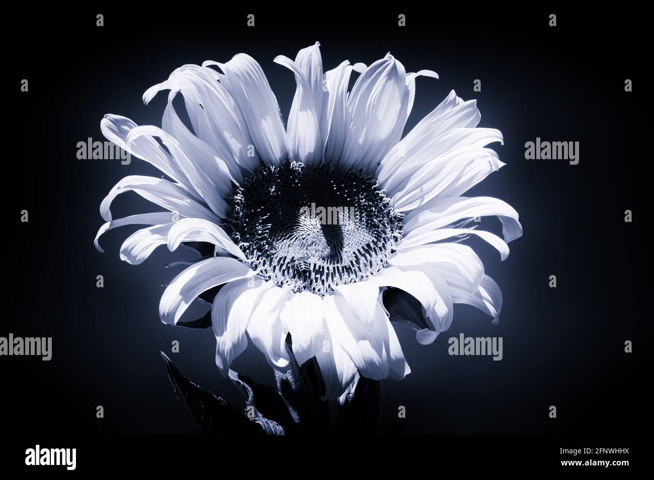 Tournesol trempant les rayons du soleil coulés en bleu. Banque D'Images