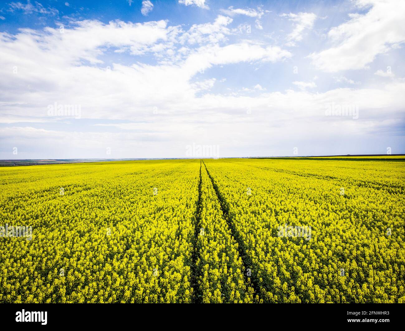 Magnifique paysage pittoresque d'un champ de colza Banque D'Images