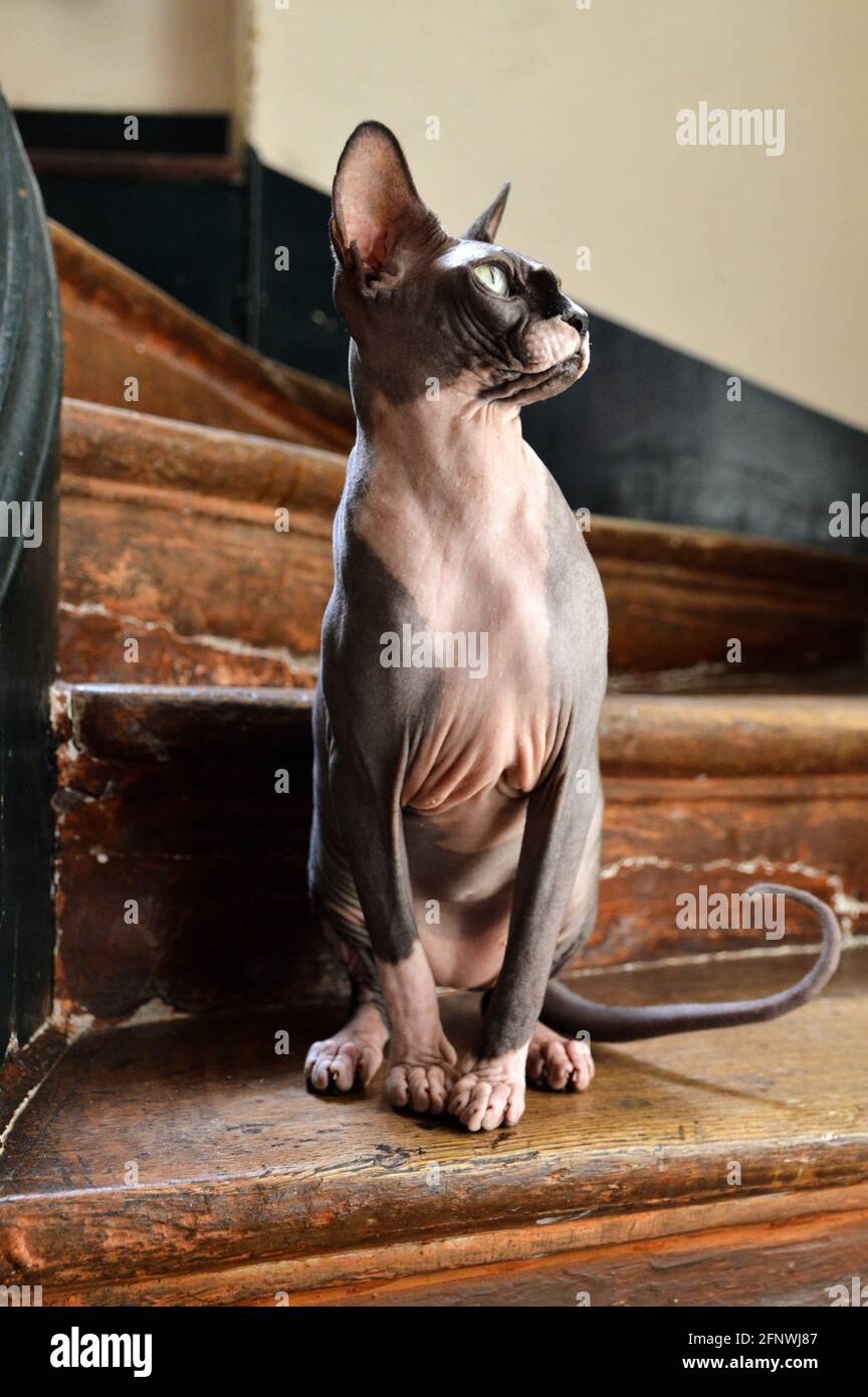 Un chat de race sphynx assis sur les escaliers. Banque D'Images