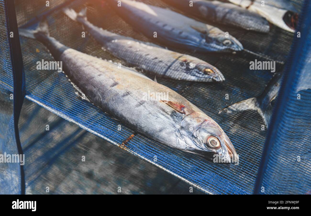 Poisson salé séché au soleil séchant sur le filet bleu de style asiatique. Banque D'Images