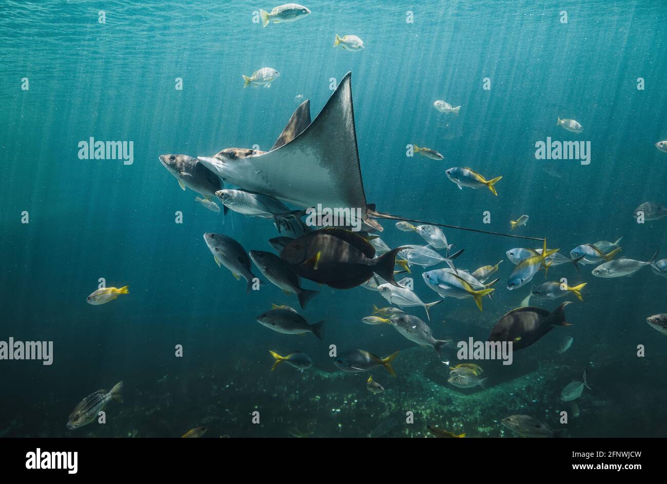 Rayon d'aigle vivant et petit groupe de poissons nageant dans le réservoir de l'aquarium avec un éclairage faible. Banque D'Images