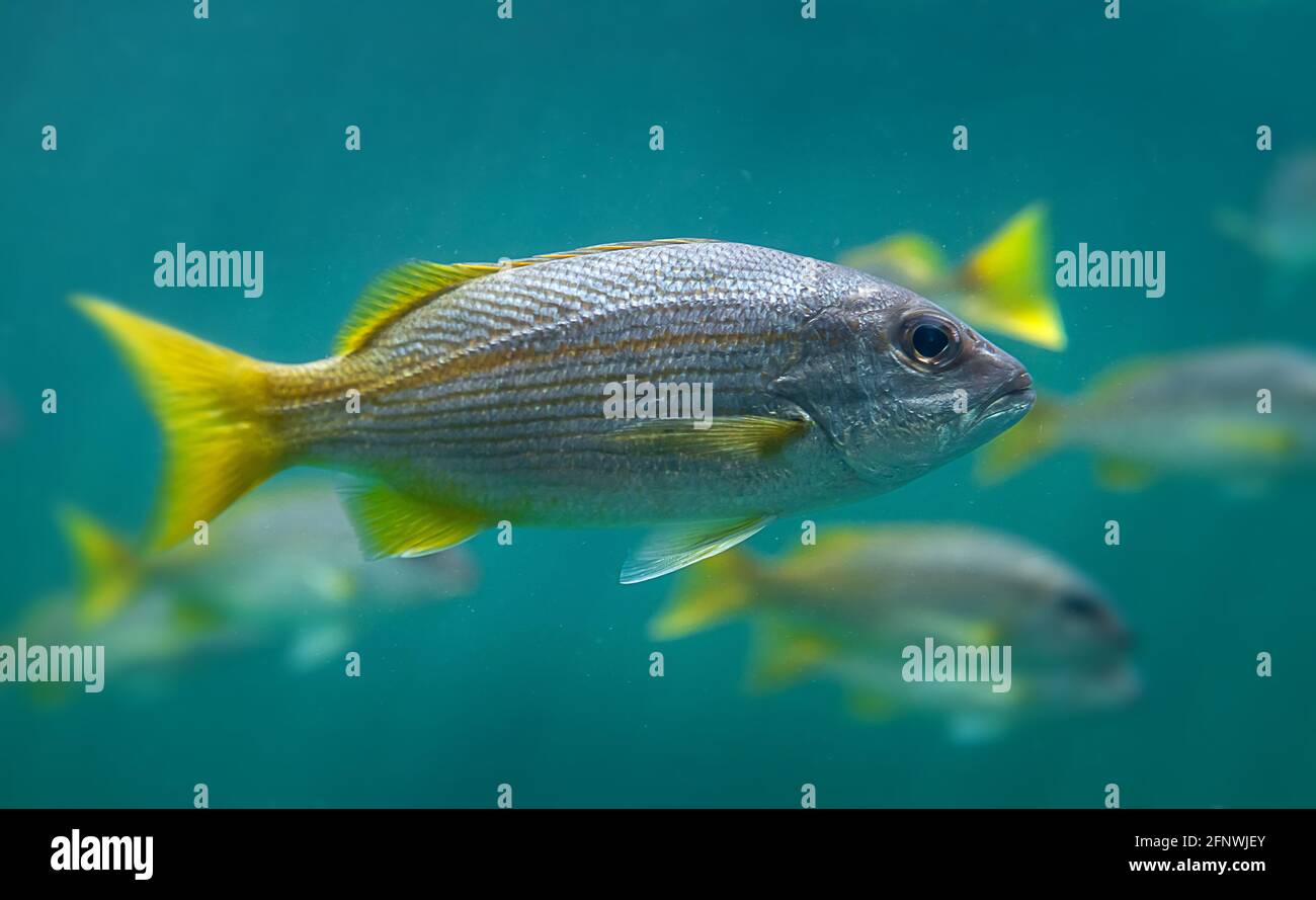 Des lutjanus madras vivants ou des vivaneaux indiens nageant dans de l'eau salée vert profond. Banque D'Images
